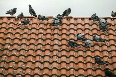 How To Get Rid Of Pigeons Their Health Risks Pestkilled