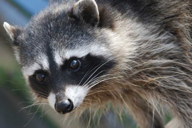 get rid of raccoons