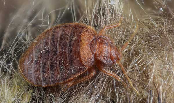 Can Bed Bugs Live In Your Car All You Need To Know Pestkilled