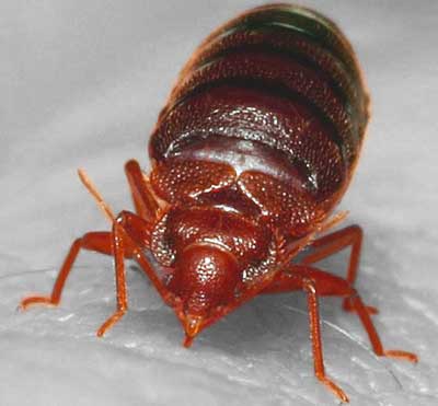 Bed Bug Heat Treatment