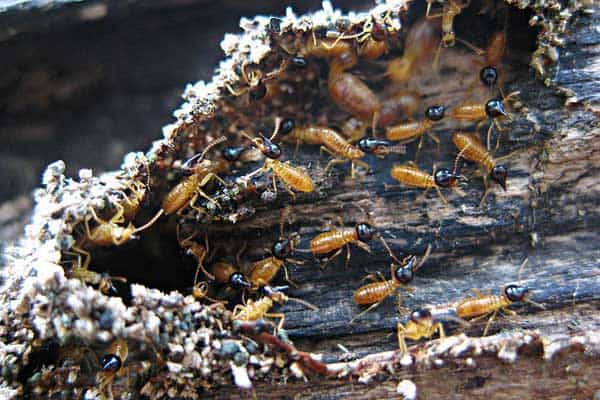 termites in trees