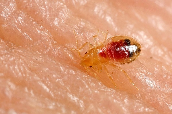 Does Rubbing Alcohol Repel Bed Bugs?