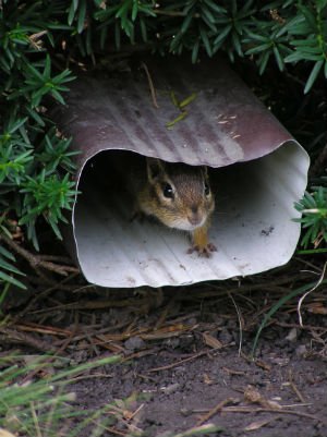 best chipmunk poisons