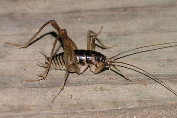 How To Get Rid Of Cave Crickets In My Basement - The Best ...