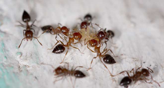 How To Get Rid Of Ants In The Home Garden Pestkilled