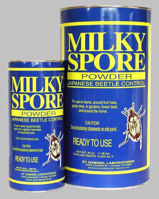 How to Get Rid of Japanese Beetles Effectively 2024 Pestkilled