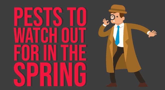 Pests to Watch out for in Spring [Infographic] - Pestkilled
