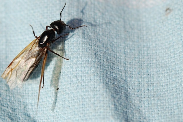 wing ant