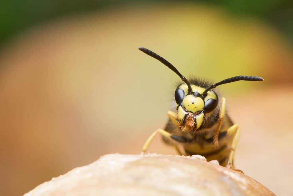 5 Types Of Wasps (And How To Get Rid Of Them)
