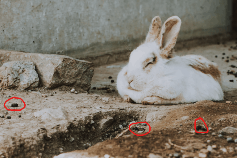 Rabbit Repellent How to Stop Rabbits from Eating Your Plants Pestkilled