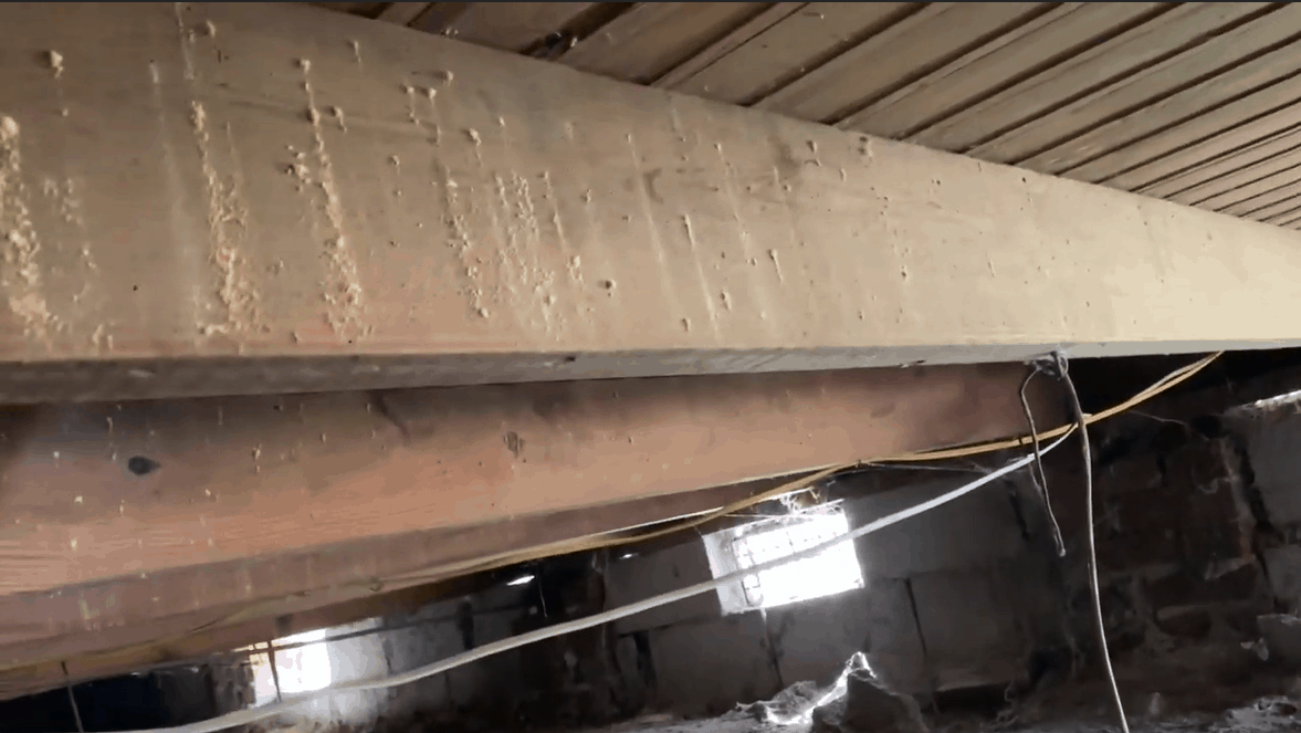 Need to Know How to Get Rid of Powderpost Beetles Pestkilled