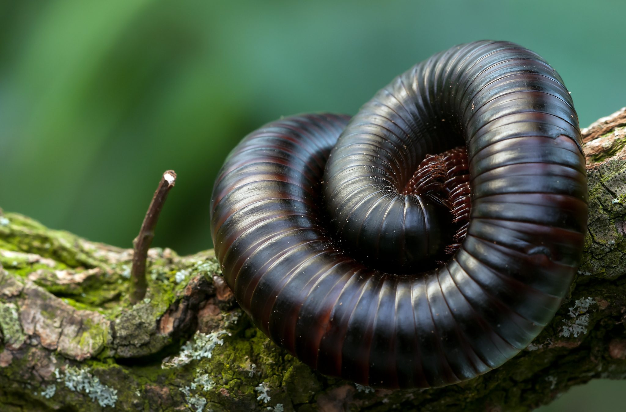 Are Millipedes Poisonous? What You Need to Know About Pesty 'Pedes