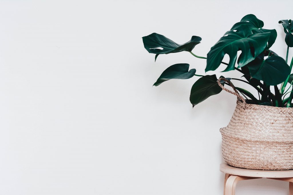 Houseplant Pests